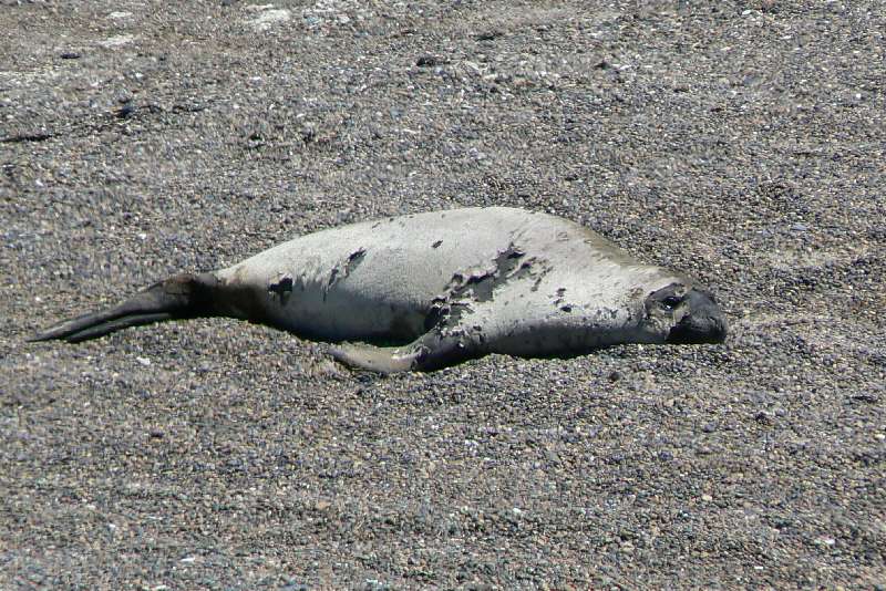 08 Elefanti Marini a Punta Delgada